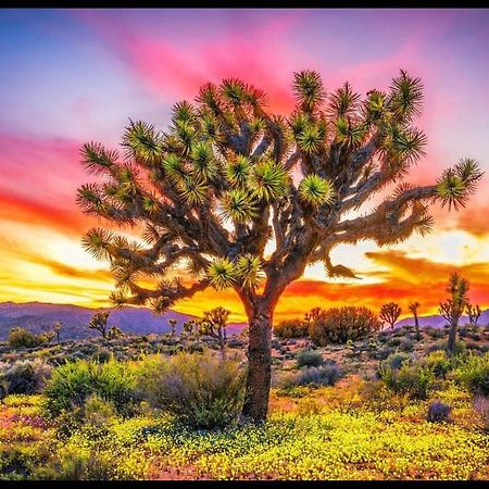 Desert Dreamerユッカ・バレー エクステリア 写真