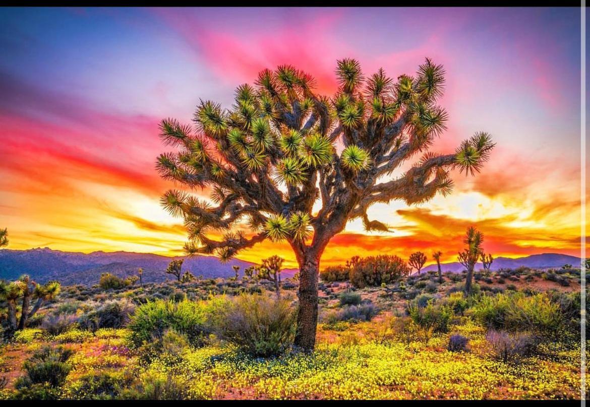 Desert Dreamerユッカ・バレー エクステリア 写真
